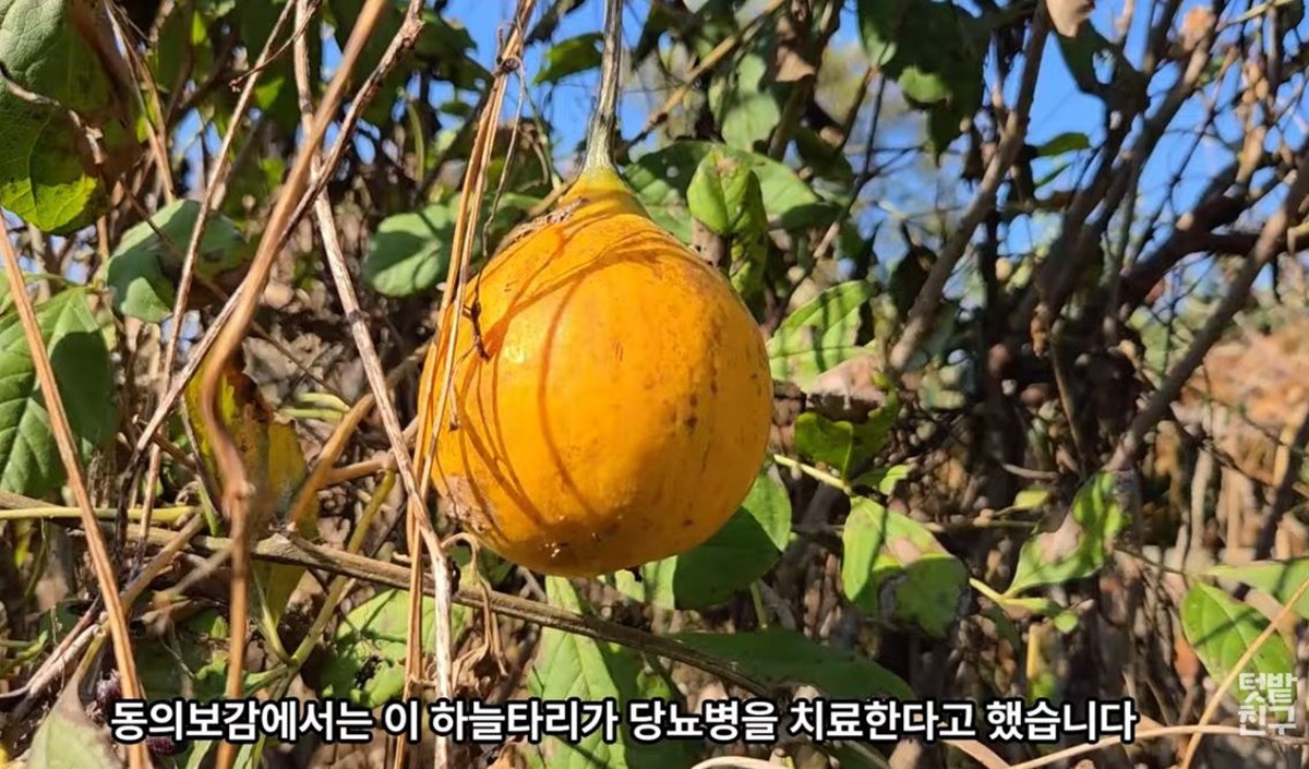 하늘타리 모습 / 유튜브 '텃밭친구'