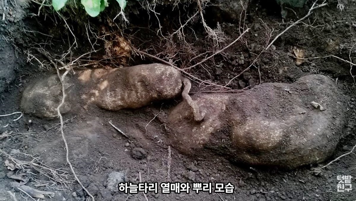 하늘타리 뿌리 모습 / 유튜브 '텃밭친구'