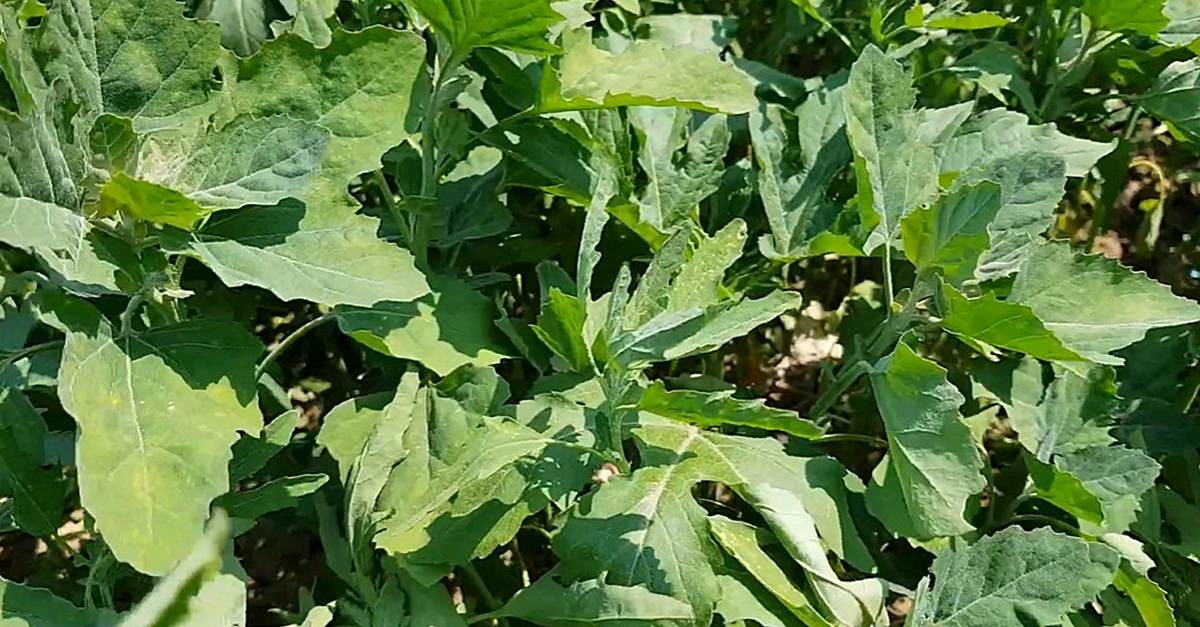 슈퍼푸드 명아주 / 유튜브 '텃밭친구'