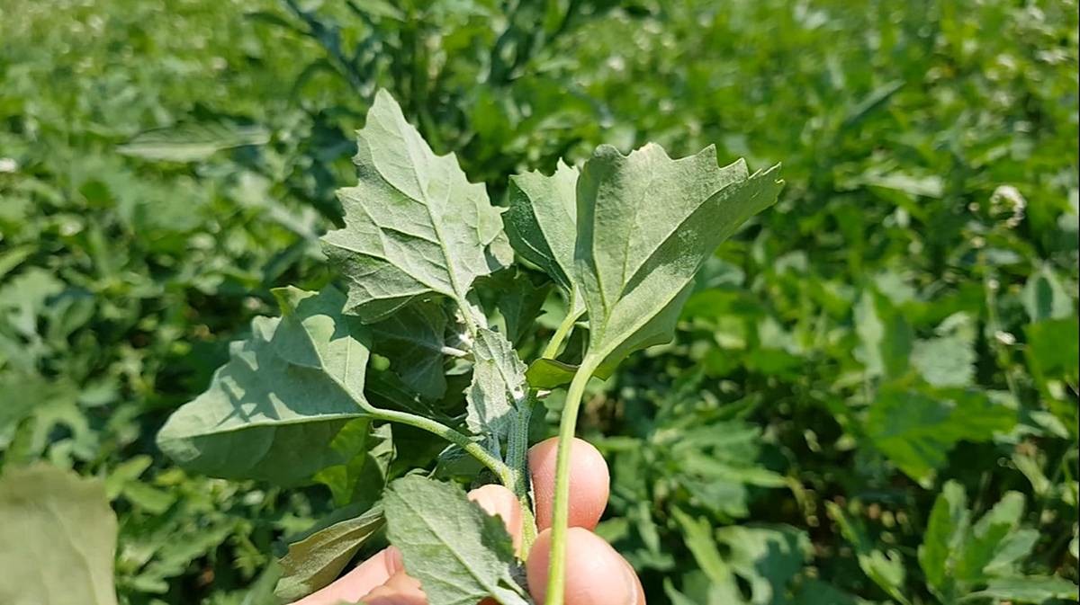 흔한 잡초인 줄 알았는데... / 유튜브 '얌얌튜브_YamYamTube'