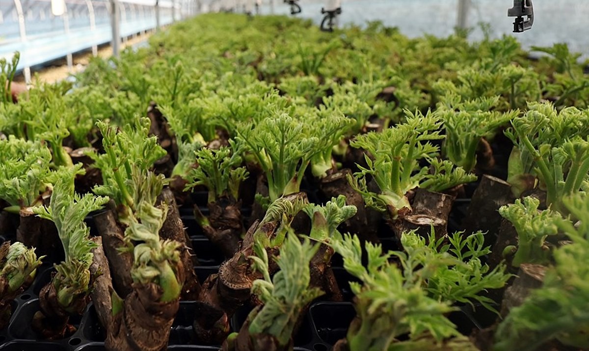 한 농가에서 봄나물 두릅을 재배하고 있다. 기사 이해를 돕기 위한 자료 사진 / 연합뉴스