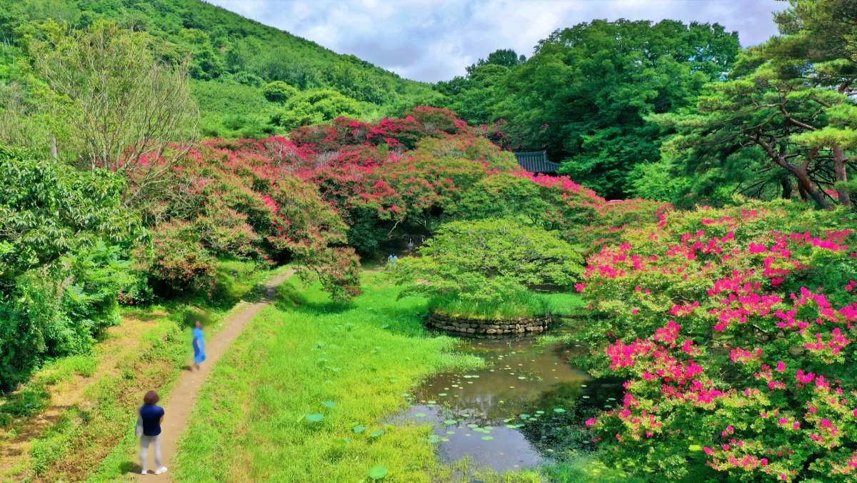 명옥헌 원림 배롱나무 / 연합뉴스