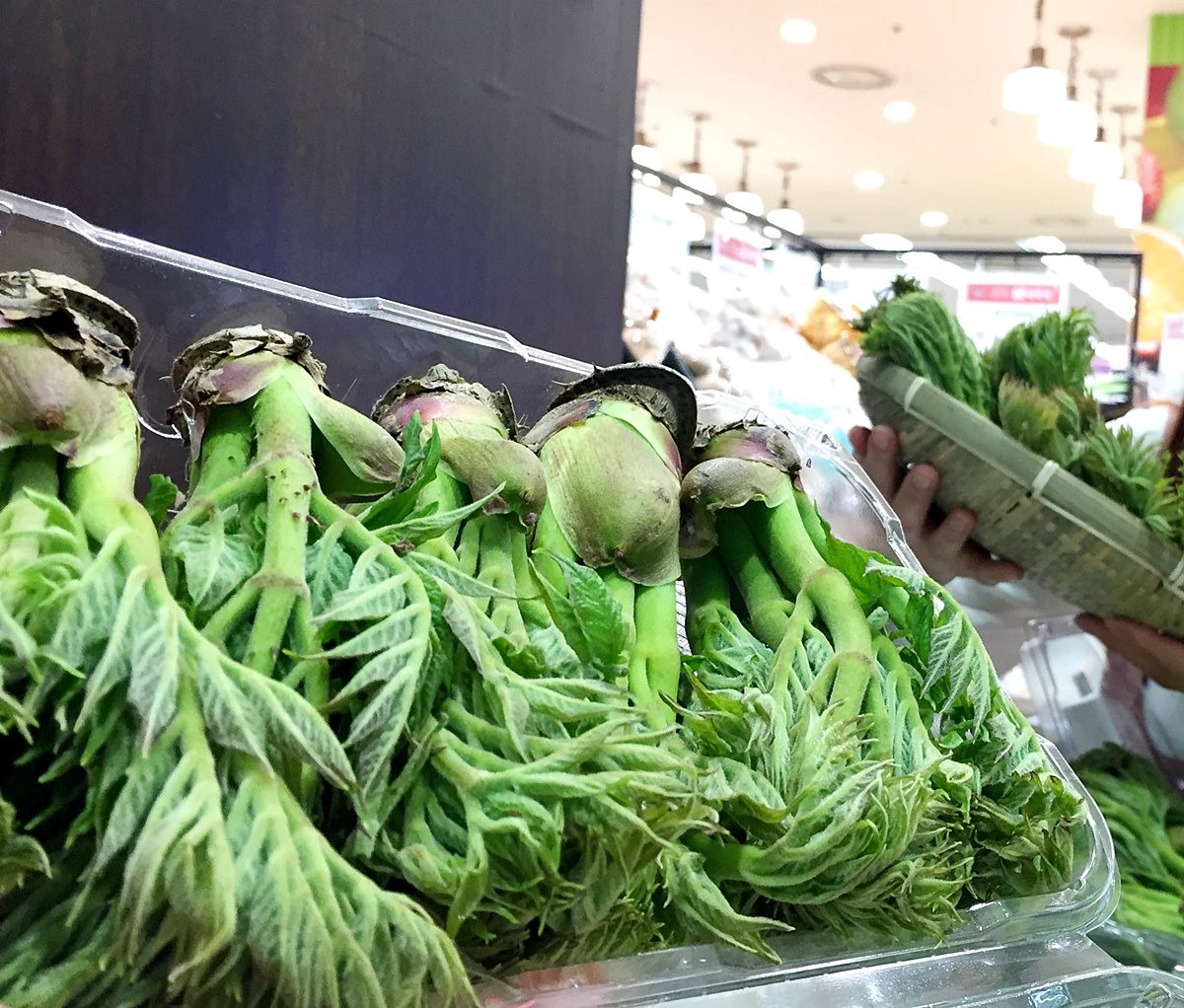 두릅 모습. 기사 이해를 돕기 위한 자료 사진 / 롯데마트 제공-뉴스1