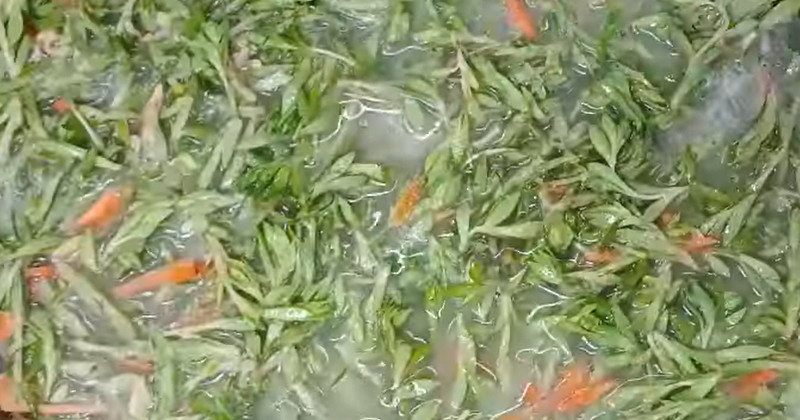 유튜브 '주부나라'