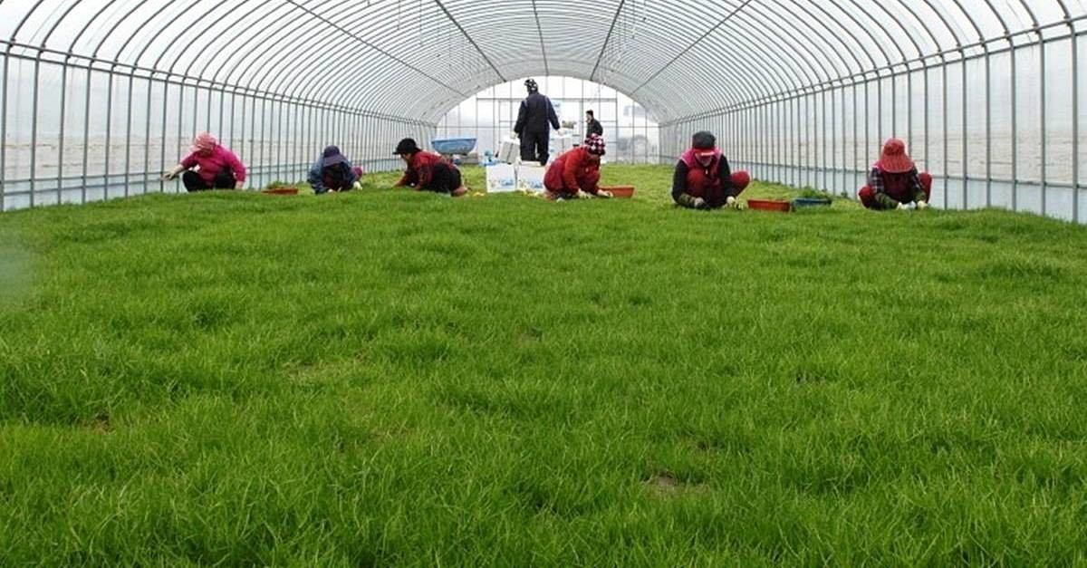 세발나물 수확 / 해남군 제공, 연합뉴스