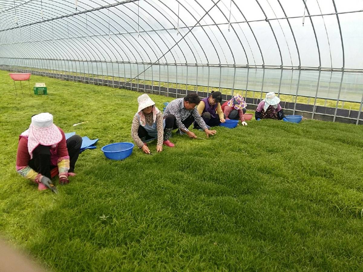 세발나물 수확하는 해남 아낙네들 / 연합뉴스