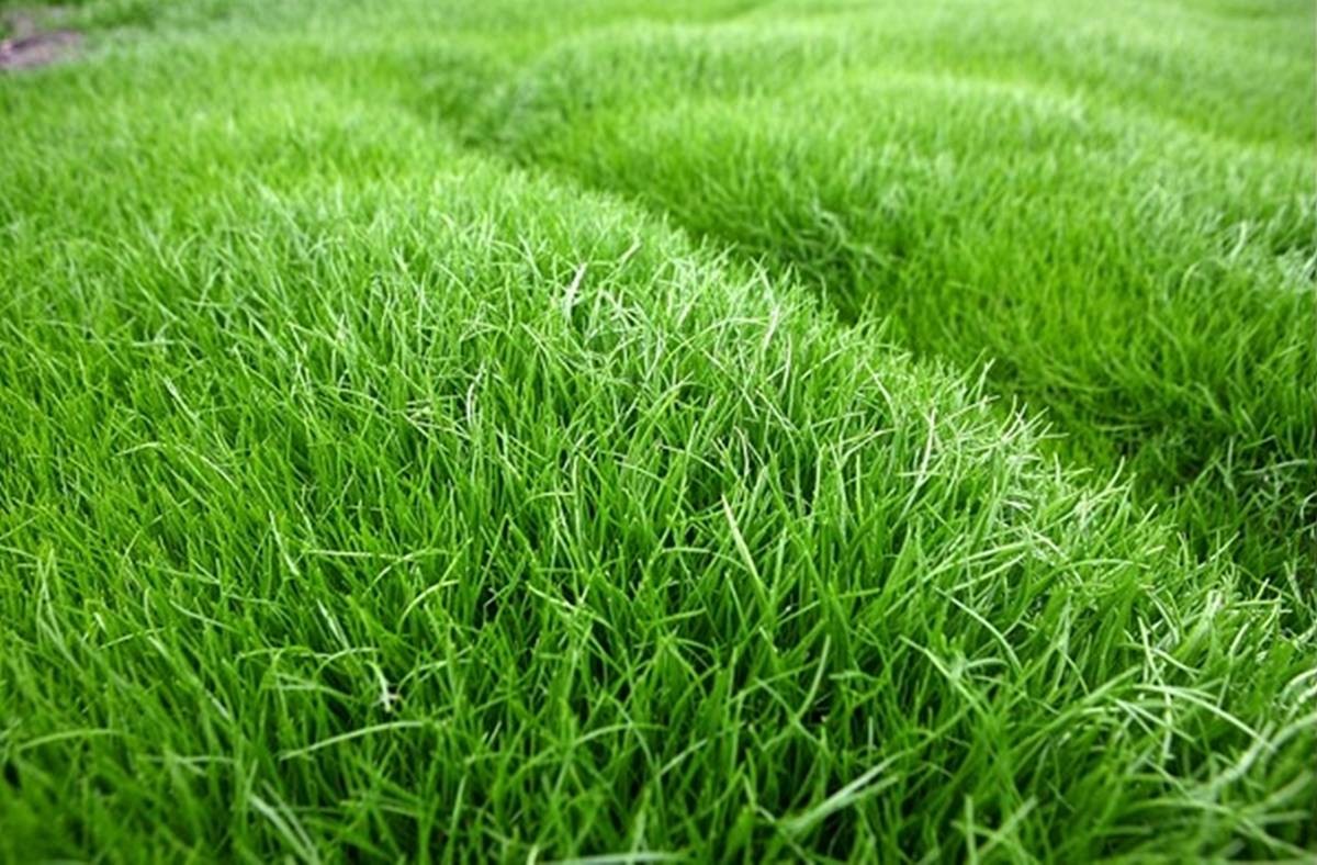 세발나물 / 해남군 제공, 연합뉴스