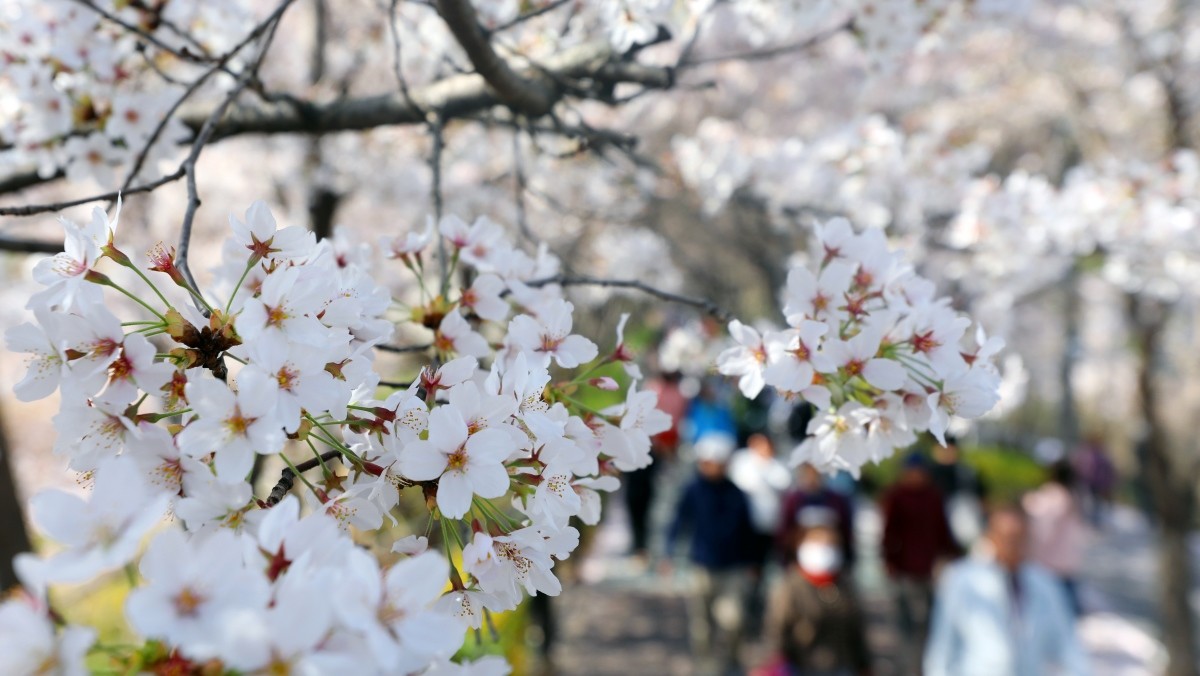만발한 벚꽃. 기사의 이해를 돕기 위한 사진 / 뉴스1