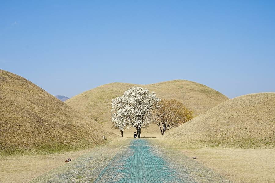 대릉원 목련 포토존/이하 경주시