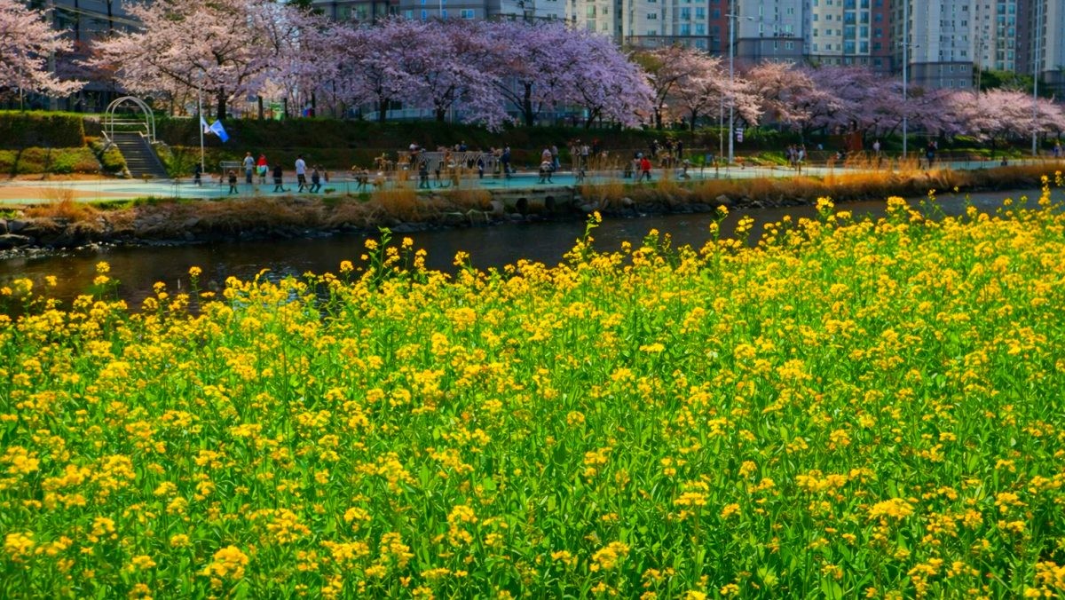 부산 온천천 카페거리. / 부산시 공식 블로그, AI