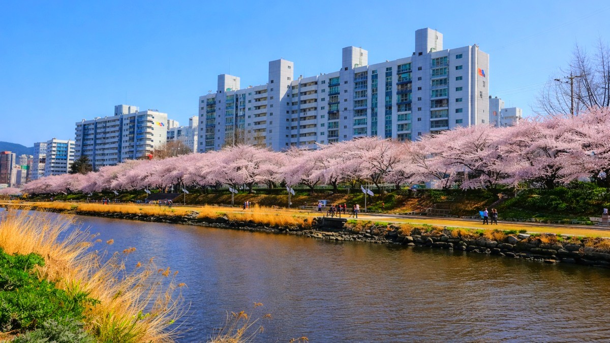 부산 온천천 카페거리. / 부산시 공식 블로그, AI