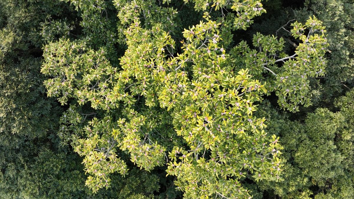 초령목 개화사진 / 산림청 국립산림과학원 제공