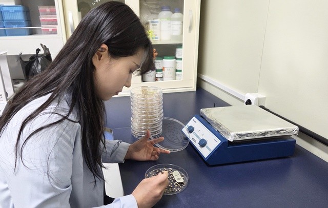 벼 발아율 검사