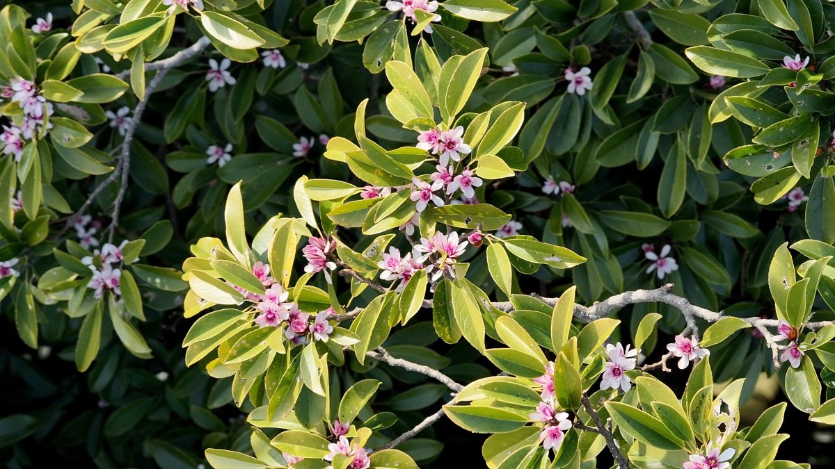 초령목 개화사진 / 산림청 국립산림과학원 제공