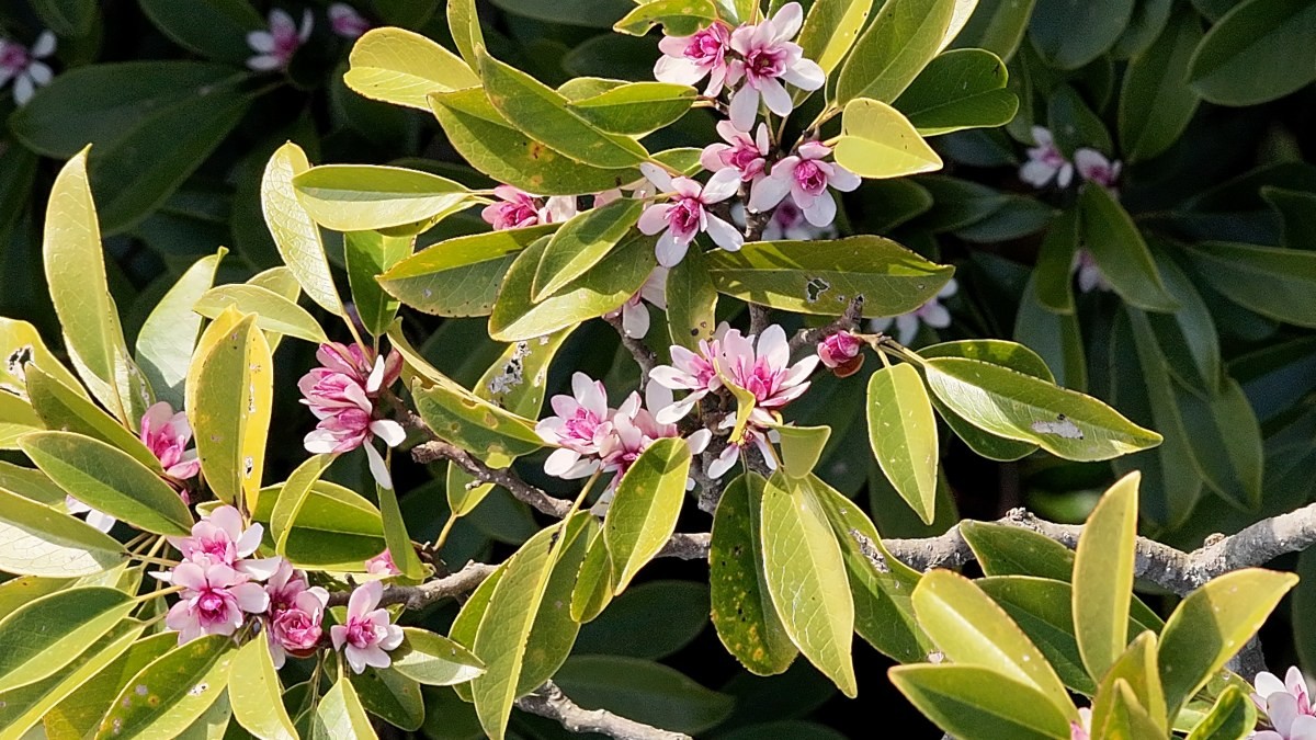 초령목 개화사진 / 산림청 국립산림과학원 제공