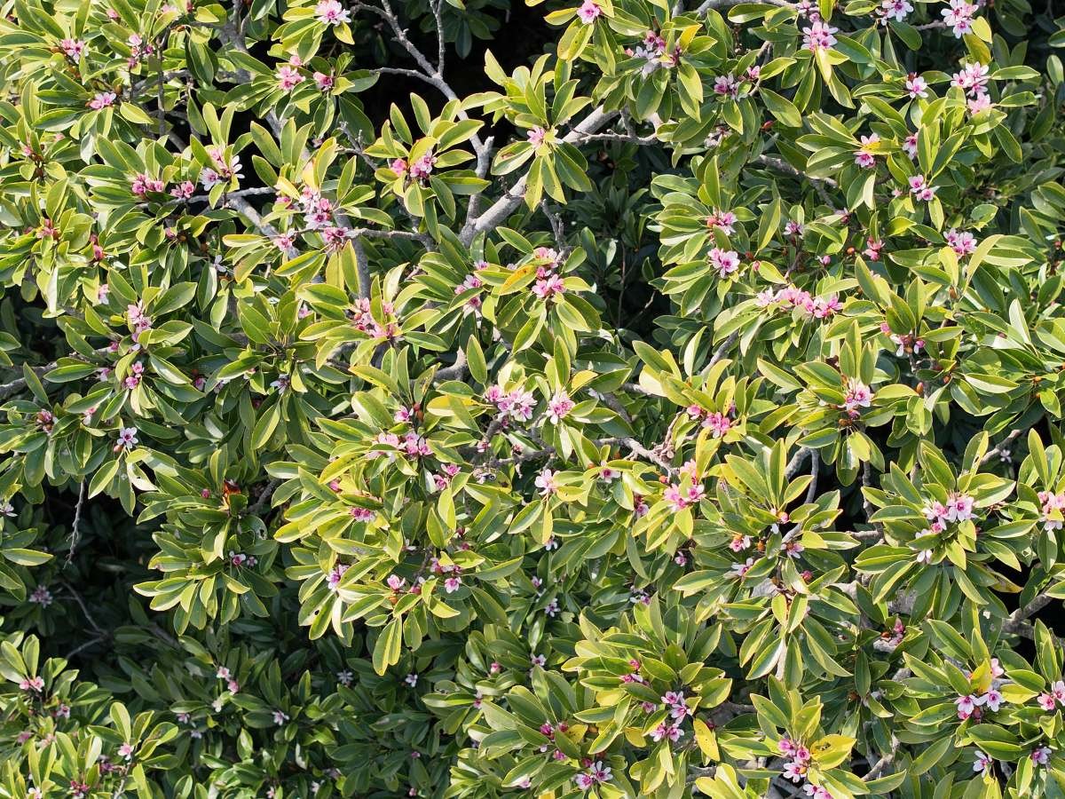 초령목 개화사진 / 산림청 국립산림과학원 제공