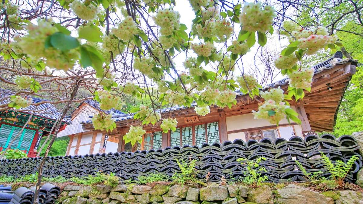 개심사 청벚꽃 / 연합뉴스