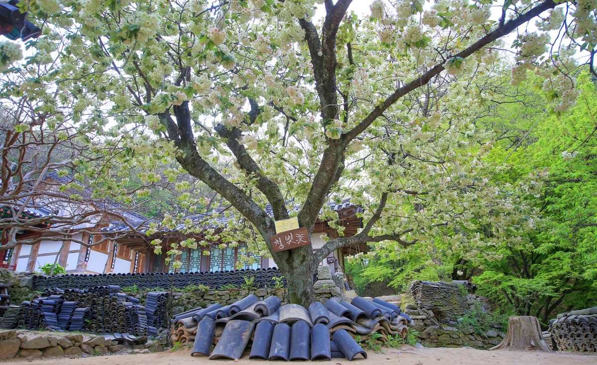 개심사 청벚꽃 / 연합뉴스