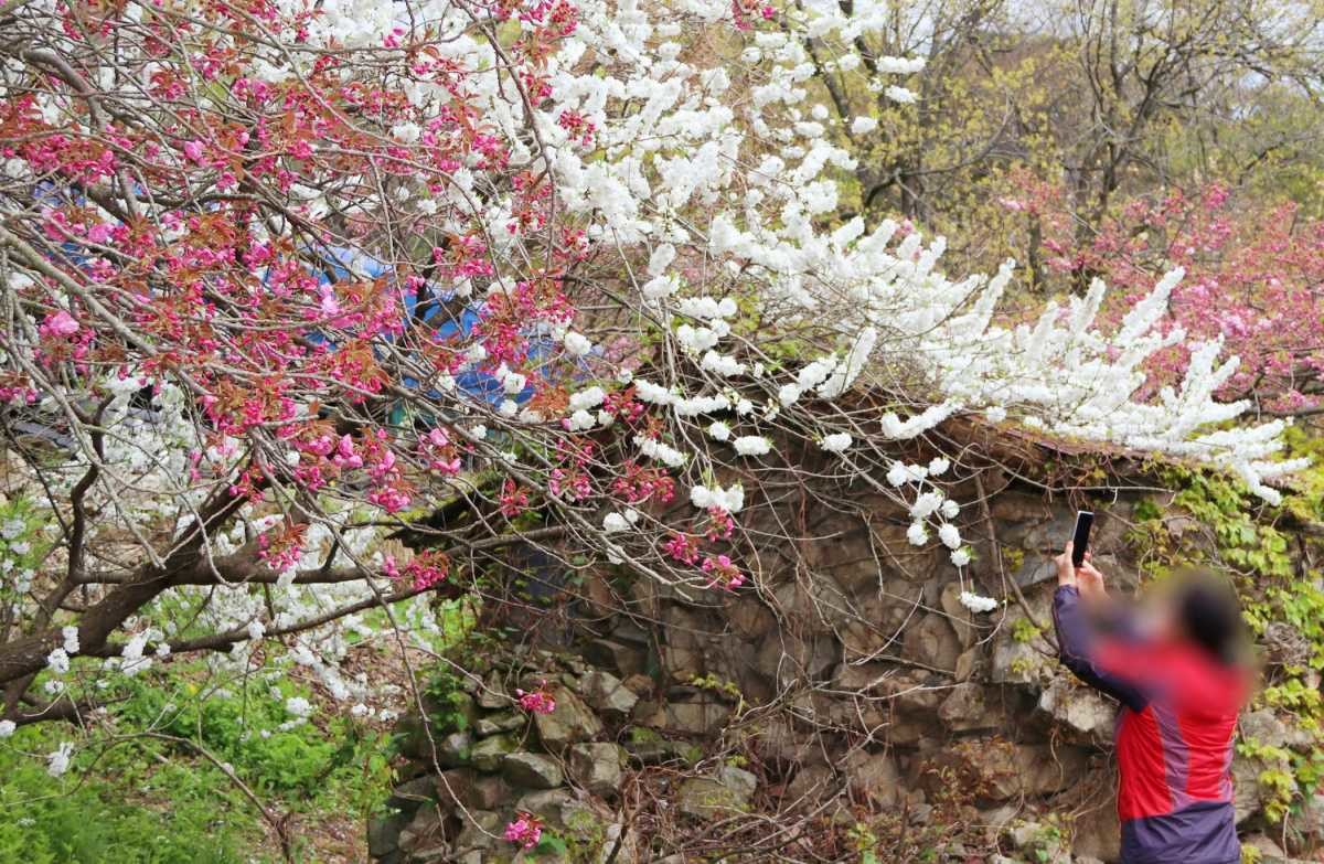 개심사 봄 풍경 / 연합뉴스