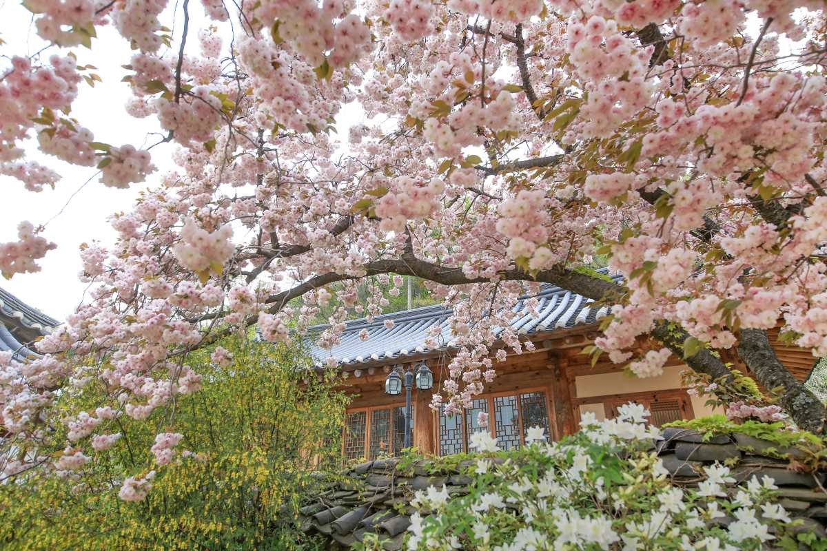 개심사 봄 풍경 / 연합뉴스