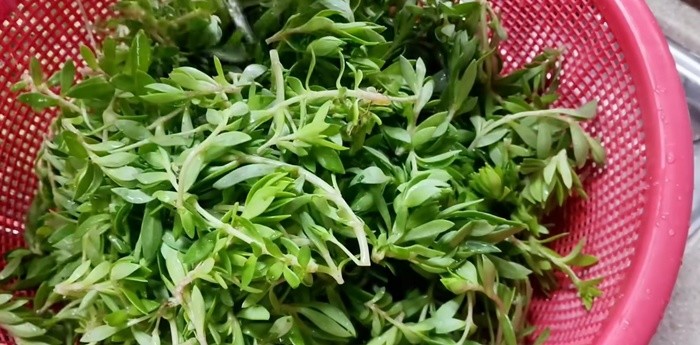 유튜브 'sogyo table 소교식탁TV'