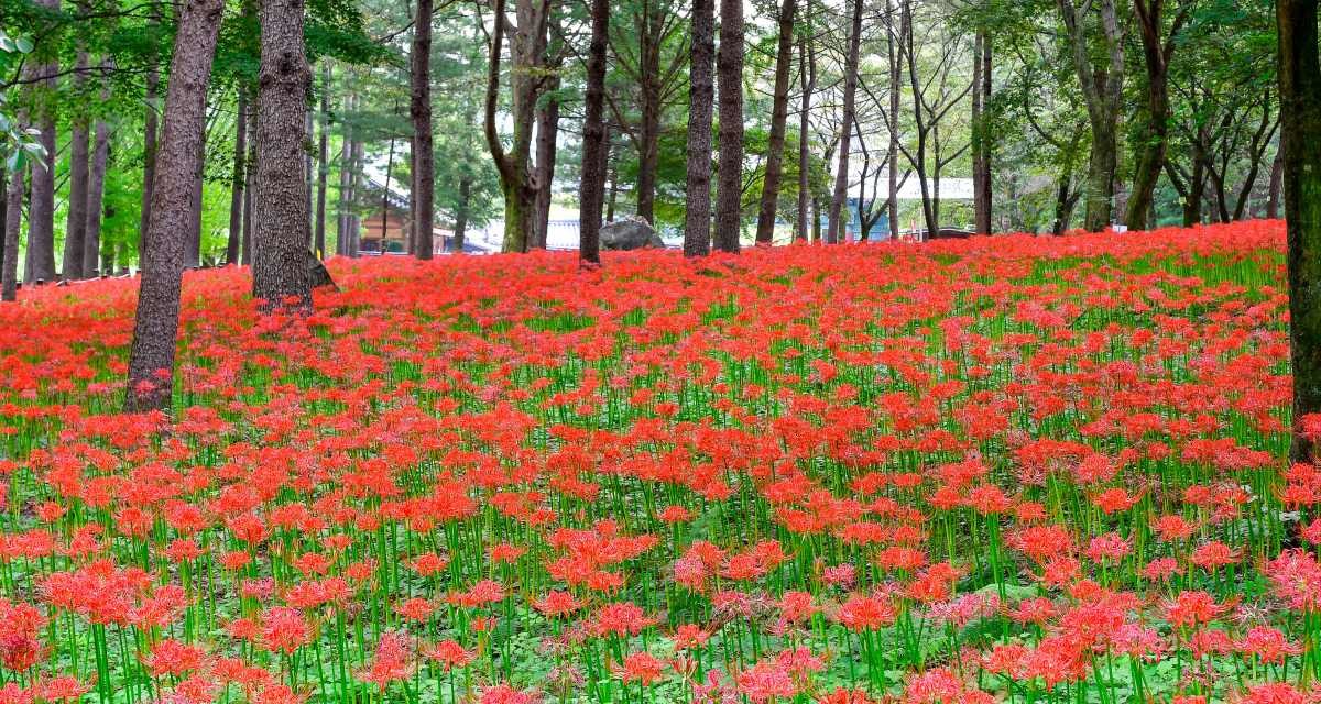 김천 직지사 꽃무릇  / 김천시 제공-뉴스1