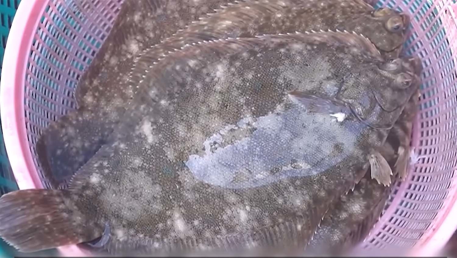 진짜 도다리인 문치가자미. / '입질의추억TV'