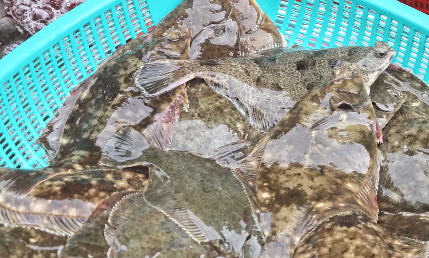 진짜 도다리인 문치가자미. / '입질의추억TV'