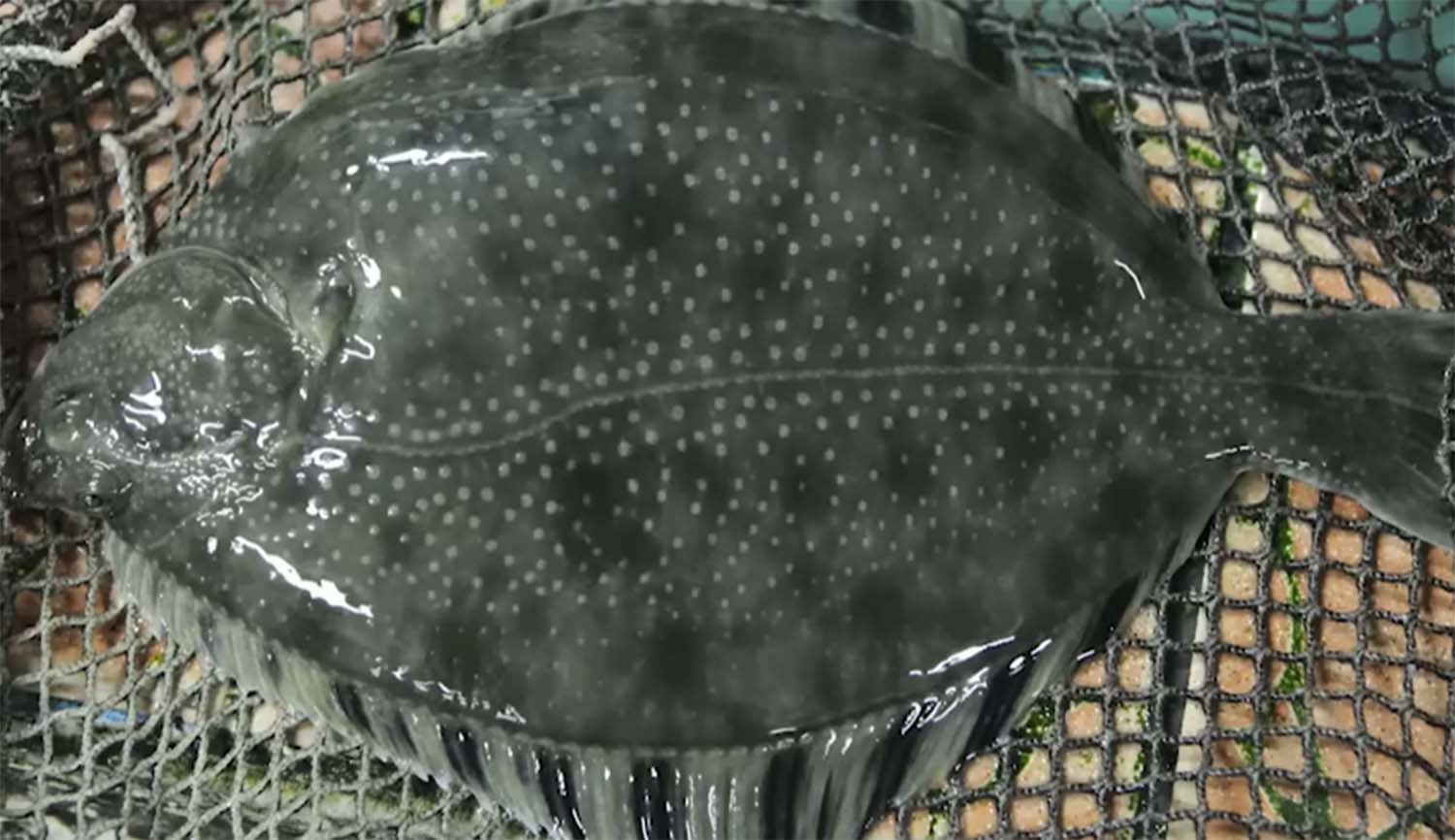 강도다리. / '입질의추억TV'