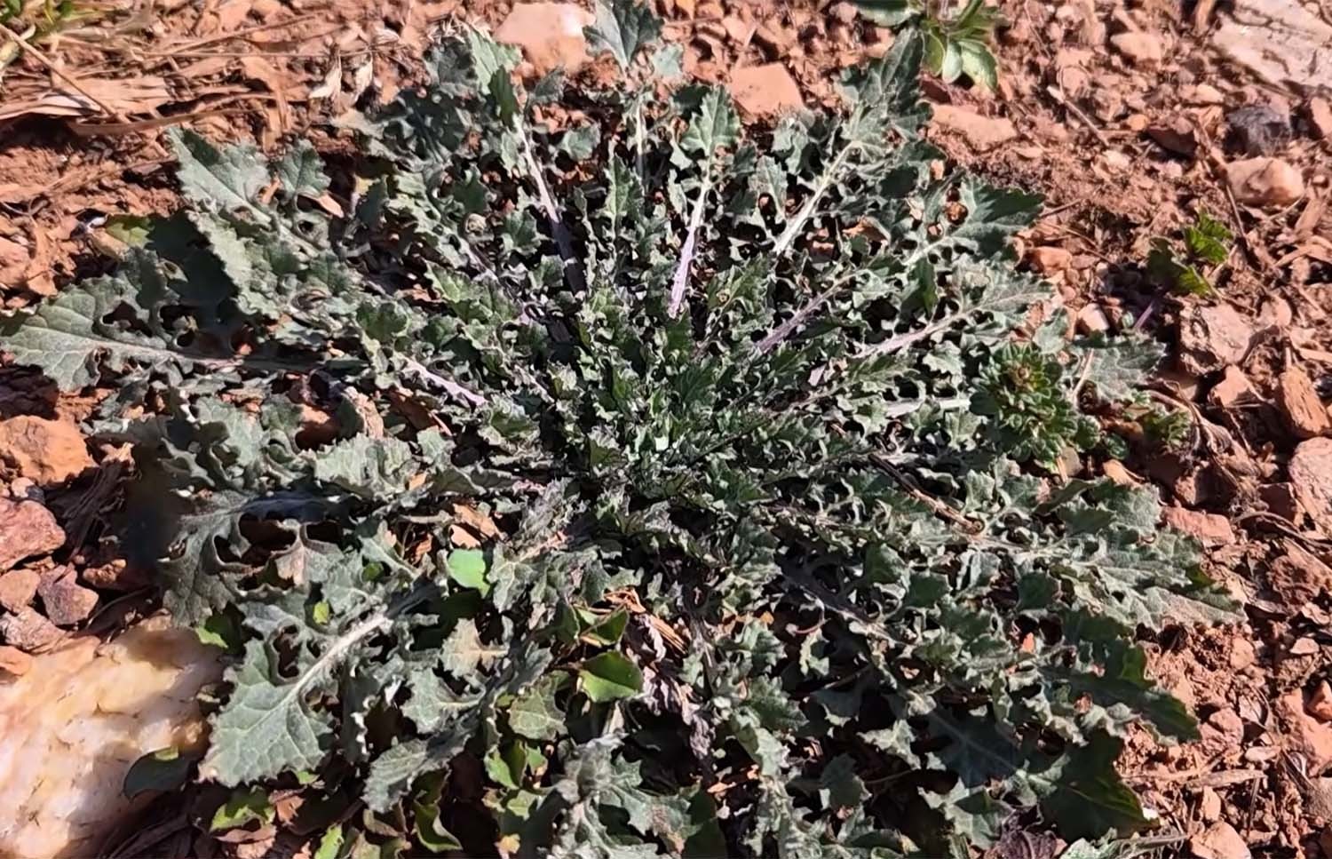 지칭개 / '텃밭친구' 유튜브