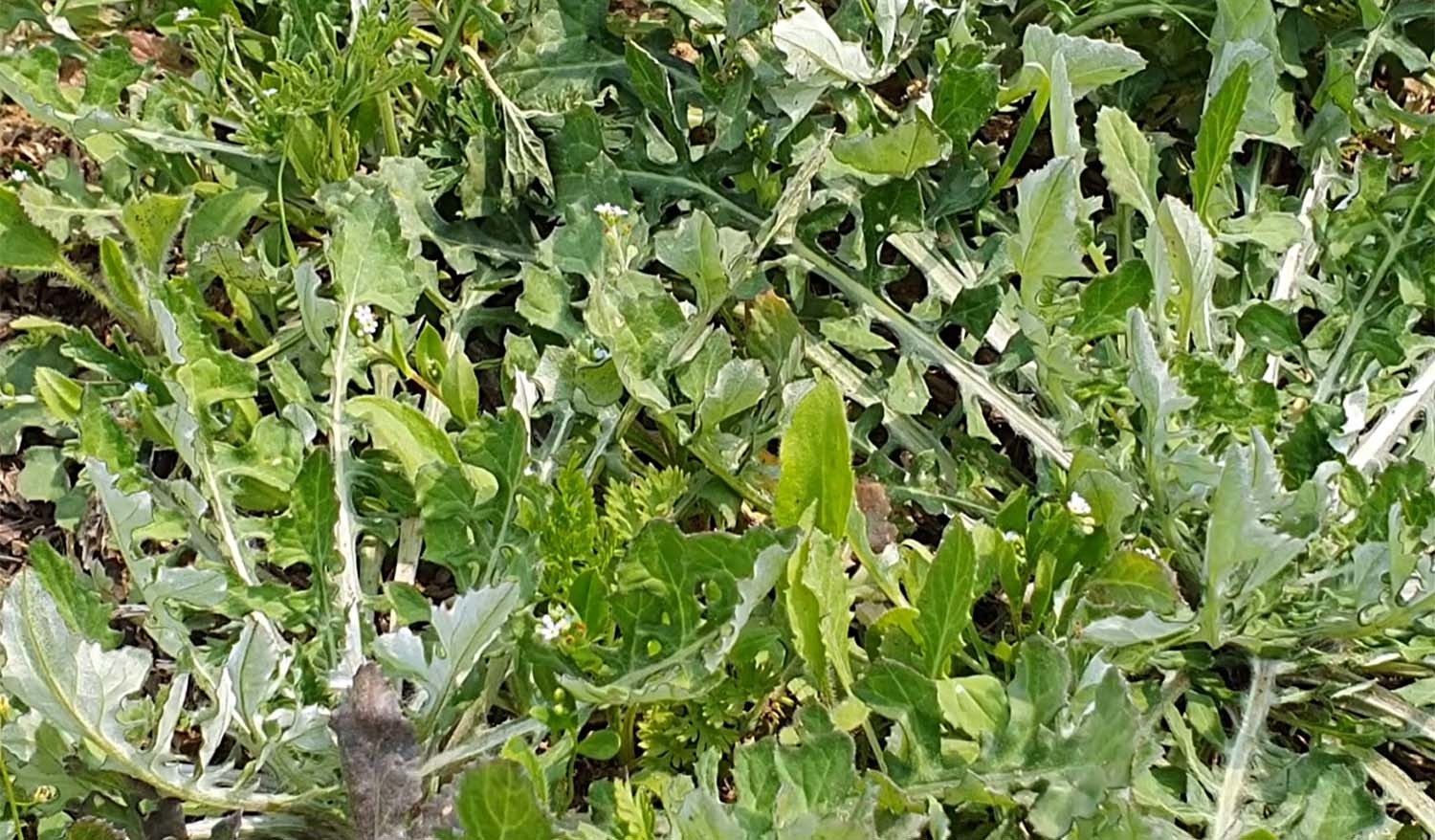 지칭개 / '텃밭친구' 유튜브