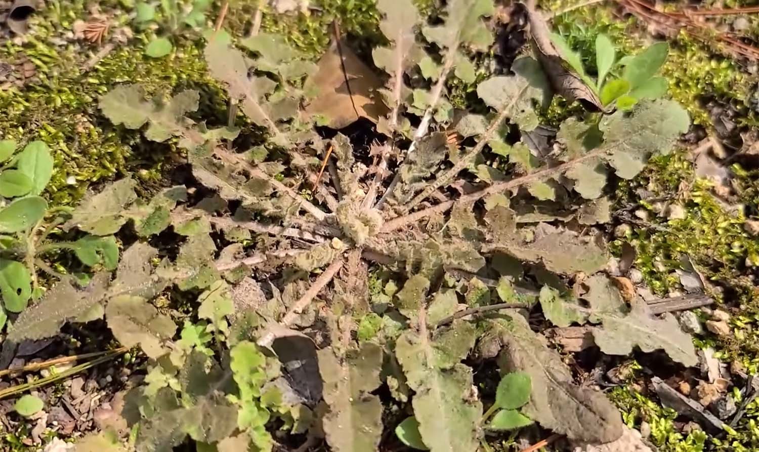 뽀리뱅이 / '큰세상약초TV' 유튜브