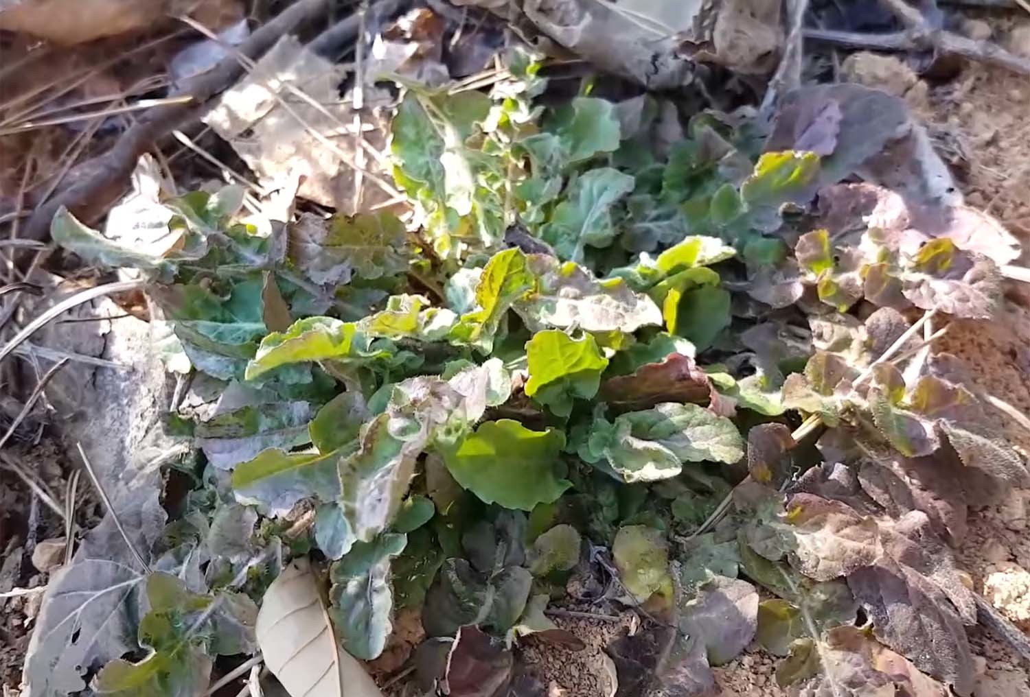 뽀리뱅이 / '큰세상약초TV' 유튜브