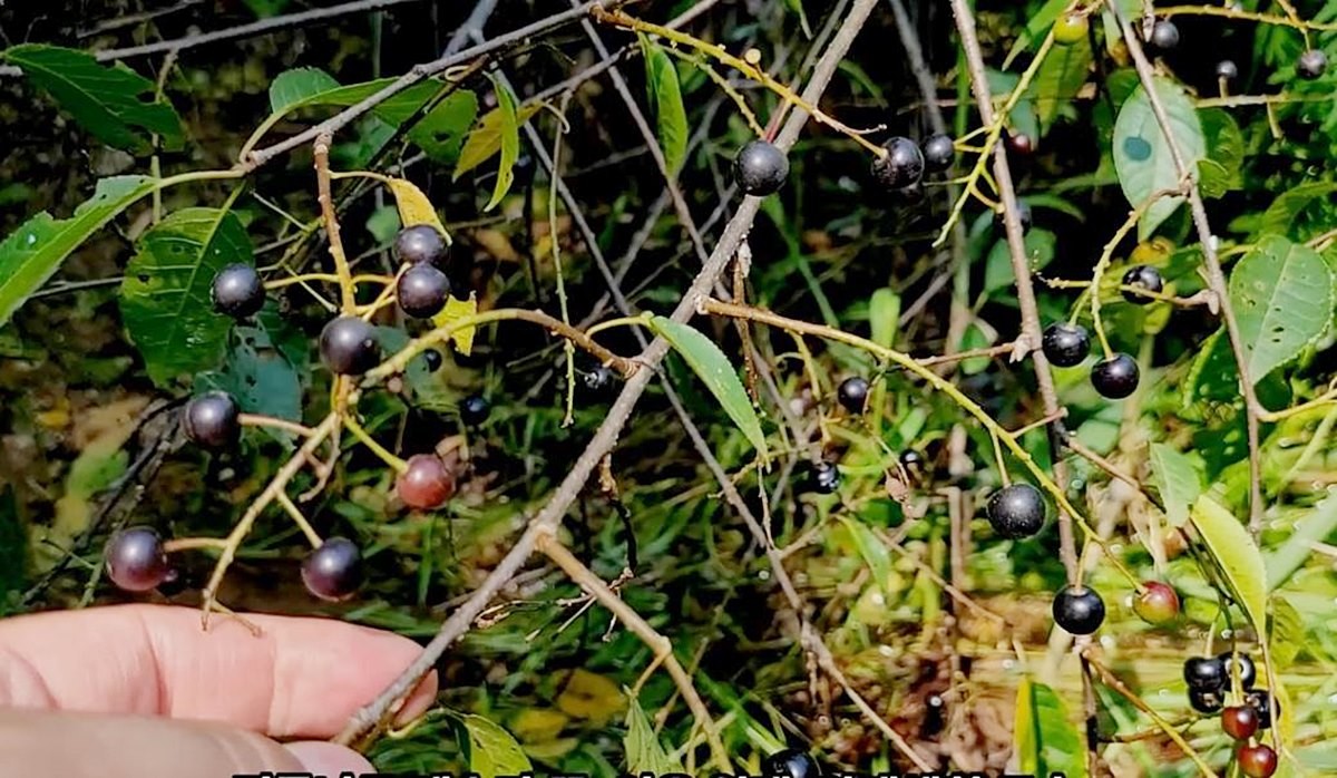귀룽나물 열매. 열매가 익은 모습이다. / 유튜브 '텃밭친구'