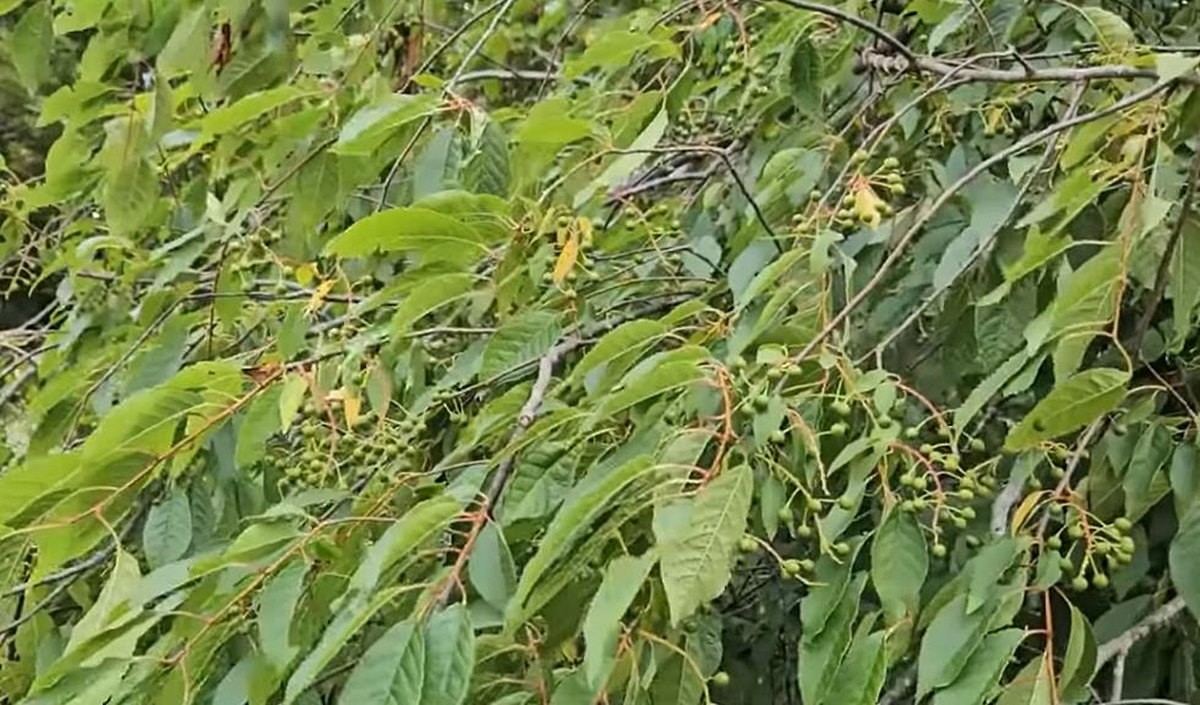 귀룽나무 모습 / 유튜브 '텃밭친구'