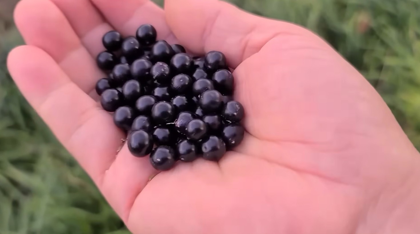 유튜브 '큰세상약초TV'