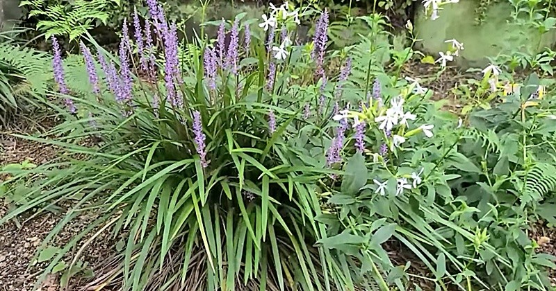 유튜브 '큰세상약초TV'