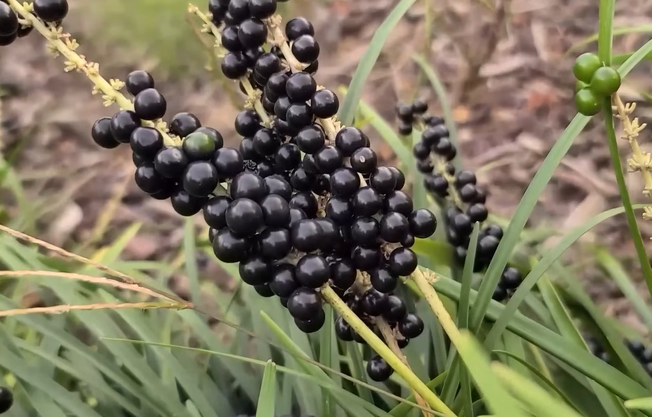 유튜브 '큰세상약초TV'