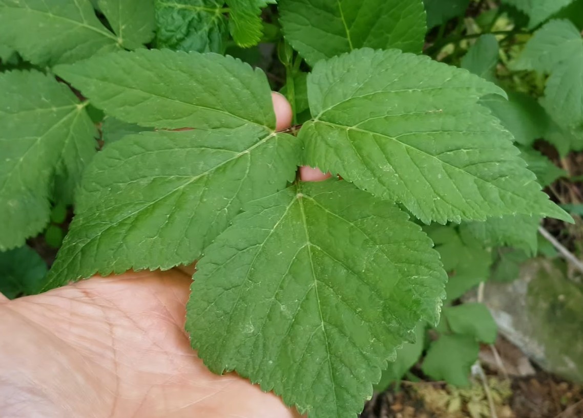 유튜브 '들뫼곳간'