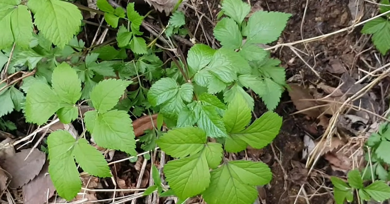 유튜브 '들뫼곳간'