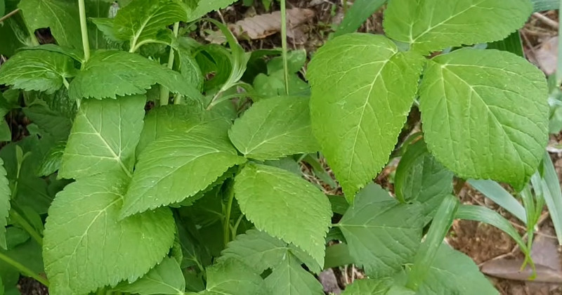 유튜브 '들뫼곳간'