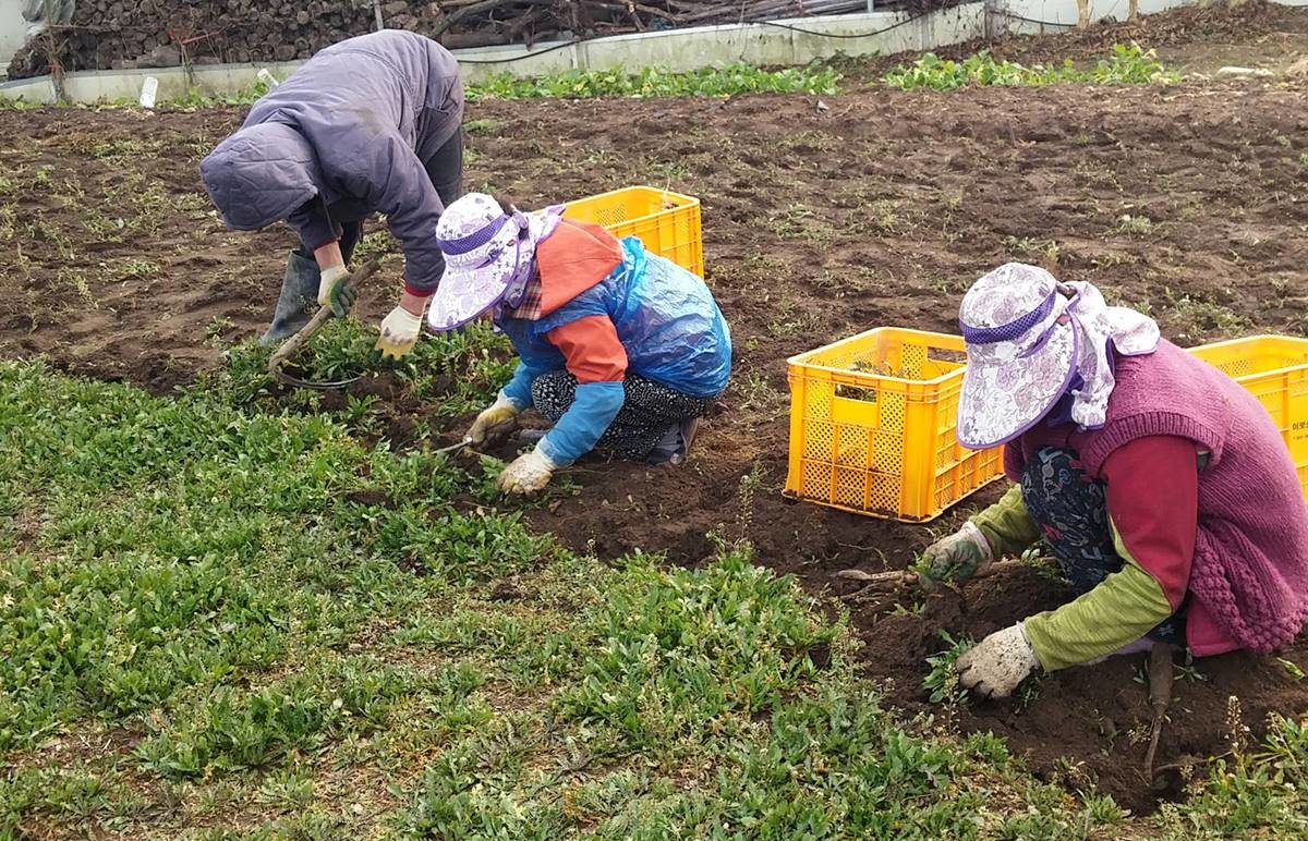 봄철 냉이를 수확하는 모습. 기사 이해를 돕기 위한 자료 사진입니다. / 연합뉴스