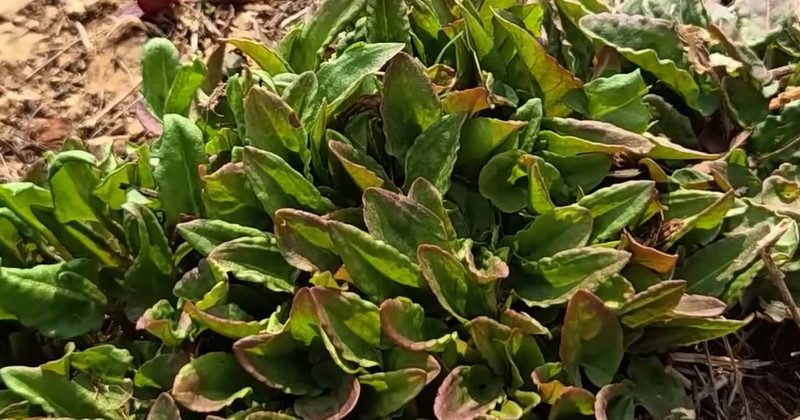 유튜브 '텃밭친구'