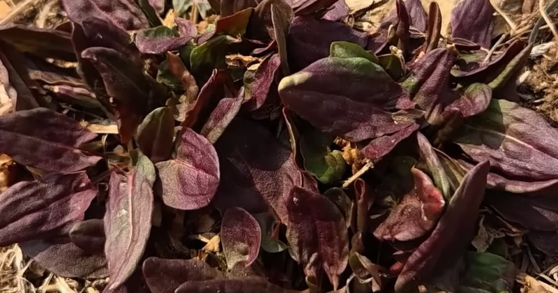 유튜브 '텃밭친구'