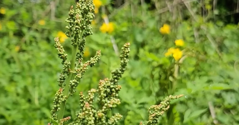 유튜브 '텃밭친구'