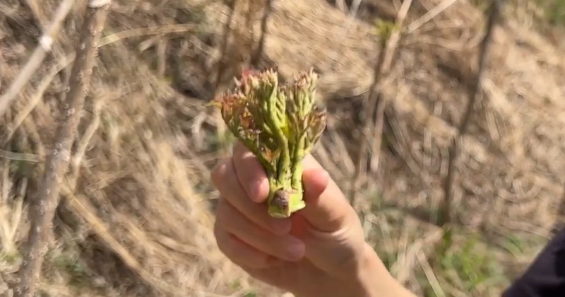 유튜브 '죠죠위캔드 JOJOweekend'