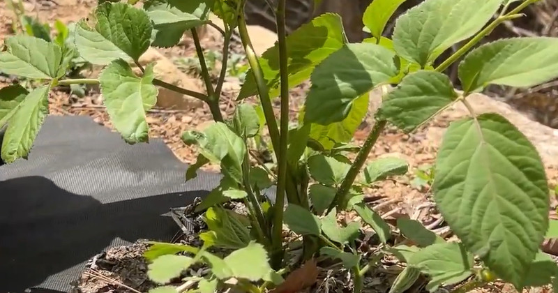 유튜브 '죠죠위캔드 JOJOweekend'