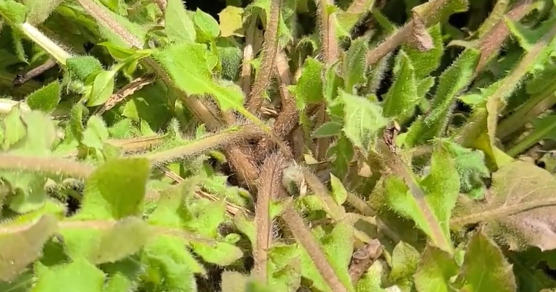 유튜브 '반달곰의 새싹'