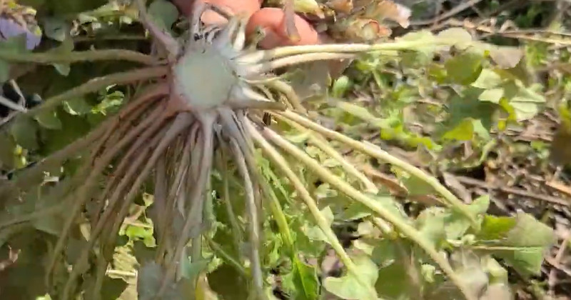 유튜브 '반달곰의 새싹'