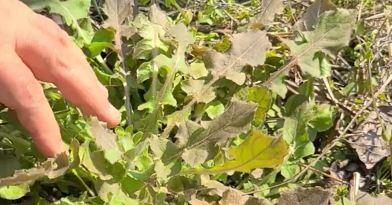 유튜브 '반달곰의 새싹'